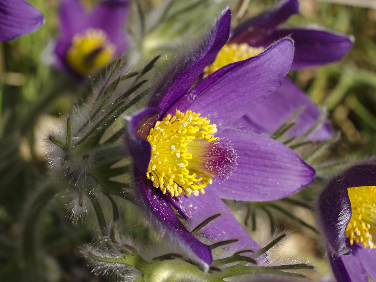 Pulsatilla grandis